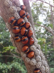 Libyaspis coccinelloides