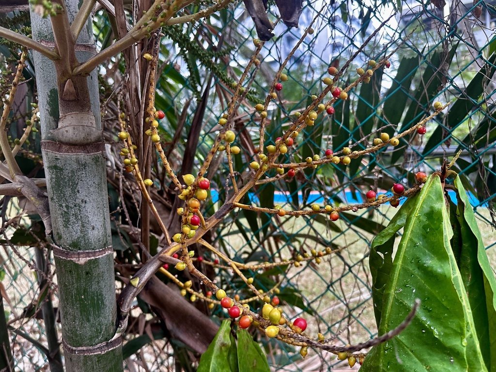 Ptychosperma propinquum, Singapore
