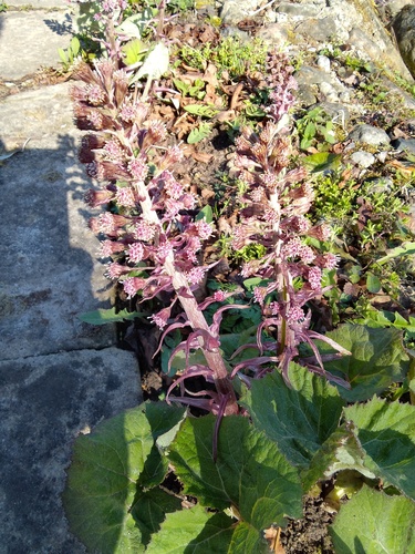 Common Butterbur