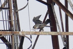 Falco peregrinus