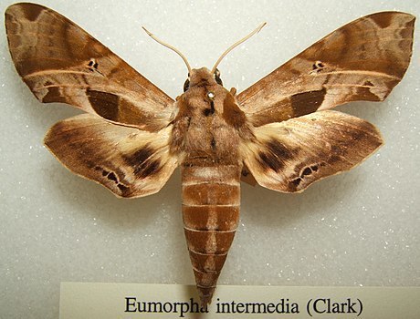 Intermediate Sphinx