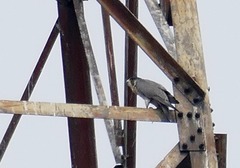 Falco peregrinus