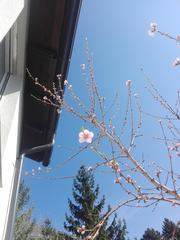 Prunus persica nucipersica