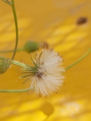 Senecio glaucus