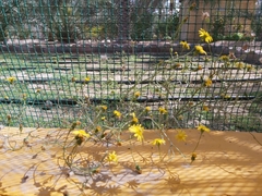 Senecio glaucus
