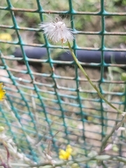 Senecio glaucus