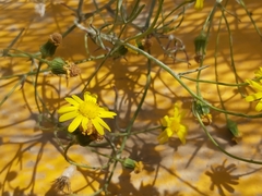 Senecio glaucus