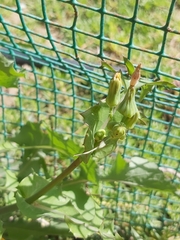 Sonchus oleraceus