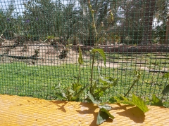 Sonchus oleraceus