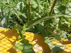 Sonchus oleraceus