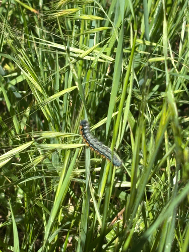 iNaturalist observation photo of Pacific Tent Caterpillar