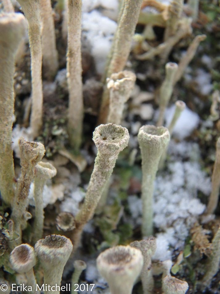 Cladonia fimbriata image