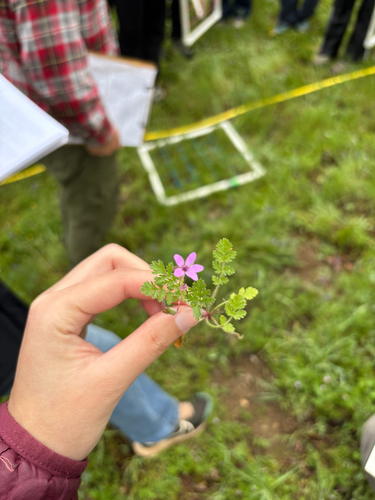iNaturalist observation photo of Geranium family