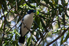 Cyanolanius madagascarinus