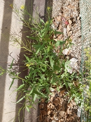 Sisymbrium irio