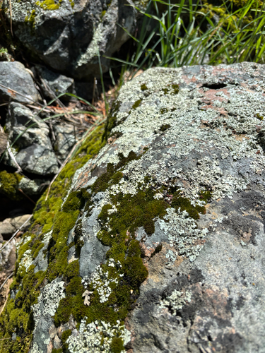 iNaturalist observation photo of Sac Fungi and Lichens