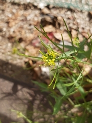Sisymbrium irio