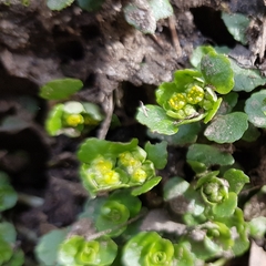 Chrysosplenium oppositifolium