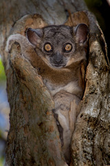 Lepilemur hubbardorum