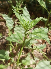 Chenopodiastrum murale