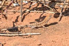 Chalarodon madagascariensis