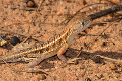 Chalarodon madagascariensis