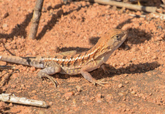 Chalarodon madagascariensis