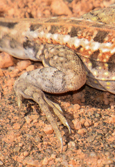 Chalarodon madagascariensis