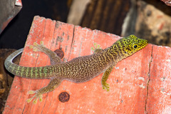 Phelsuma standingi