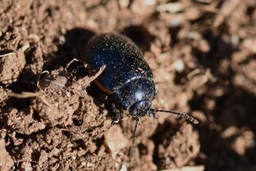 Chrysolina interstincta