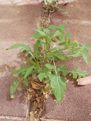 Sisymbrium irio