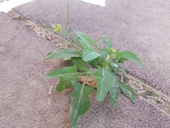 Sisymbrium irio
