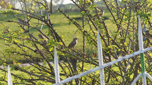 House Sparrow