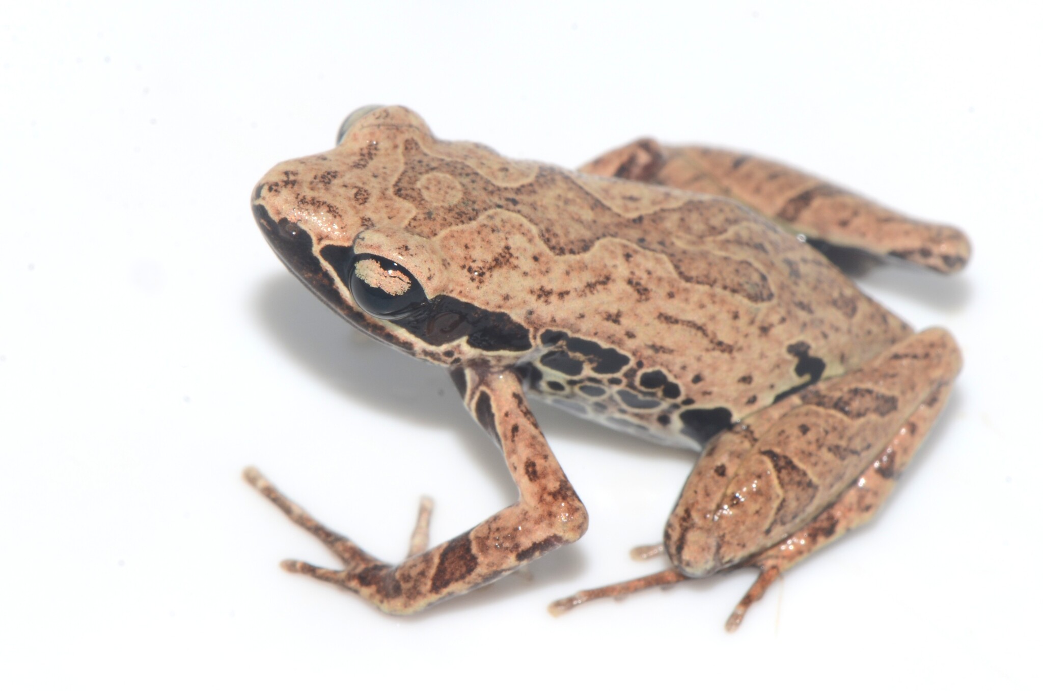 Cardioglossa leucomystax (Boulenger, 1903)