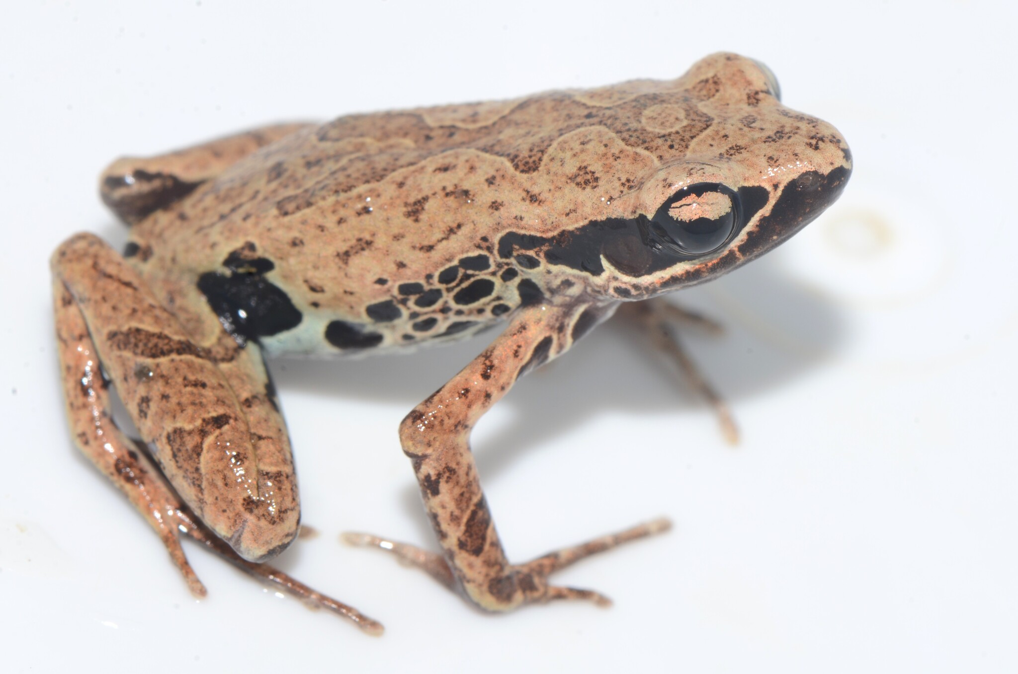 Cardioglossa leucomystax (Boulenger, 1903)