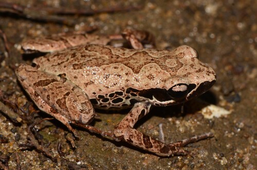 Silver Long-Fingered Frog