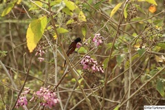 Icterus spurius