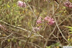 Icterus cucullatus