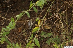 Dryobates scalaris
