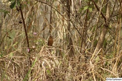 Passerina caerulea