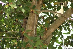 Melanerpes uropygialis