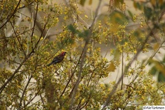 Passerina versicolor