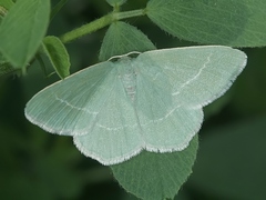 Chlorissa viridata