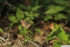 Burnsius oileus