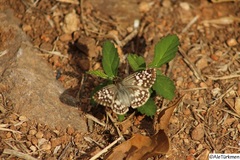 Burnsius oileus