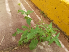 Sisymbrium irio