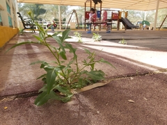 Sisymbrium irio