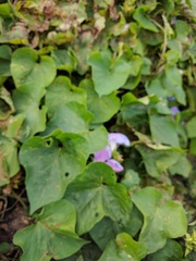 Ipomoea mitchelliae