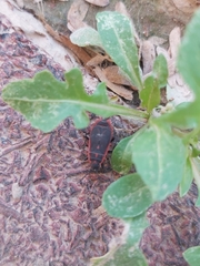 Scantius forsteri
