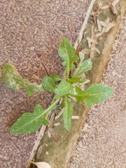 Sisymbrium irio